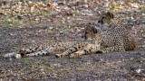 Guépard - Cheetah - Acinonyx jubatus jubatus