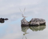 Arctic terns