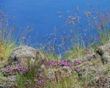 Wild flowers