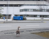 Geese
