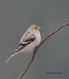 American Goldfinch