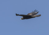 Golden Eagle