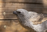 2018_birds_in_my_yard