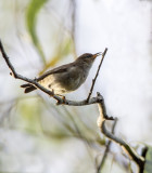 018__woodland_and_other_local_birds
