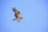 ospreys_at_point_vernon