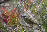 2018_birds_of_nsw
