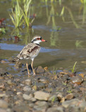 2018_brisbane_river_birds