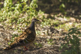 018__woodland_and_other_local_birds