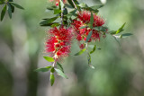 2018_flowers_and_bees