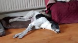 Ceatharlach The Greyhound
