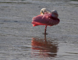 roseate spoonbills