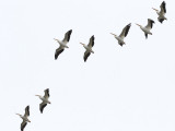 white pelicans
