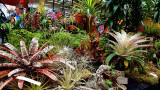 Pacific Orchid Exposition 2017 in San Francisco