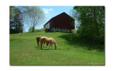Animals & other creatures Gallery 2