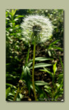 Nature Gallery 2
