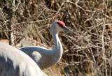 Sandhill Cranes