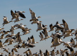 Snow Geese