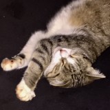 Nickie née le 25 aout 2017