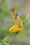 Paruline jauneYellow Warbler