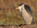 Bihoreau grisBlack-crowned Night Heron