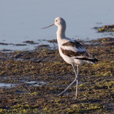 Avocette d'AmériqueAmerican Avocet
