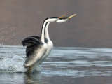 Grèbe élégantWestern Grebe