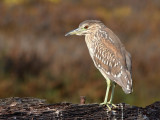 Bihoreau grisBlack-crowned Night Heron