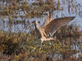 Courlis à long becLong-billed Curlew