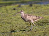 Courlis corlieu-Whimbrell