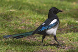 Pie bavardeEurasian Magpie