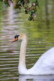 Cygne tuberculéMute Swan