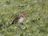 Goglu des présBobolink