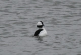 Bufflehead (Bucephala albeola) Den Oever - Zuiderhaven