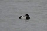 Lesser Scaup (Aythya affinis) Den Oever - Zuiderhaven