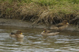 Yellow-billed Teal ssp flavirostris (Anas flavirostris flavirostris) Chile- Valparaíso - Cartagena wetland reserve