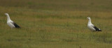 Andean Goose (Chloephaga melanoptera) Chile - Región Metropolitana - Batuco Wetlands