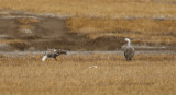 Magellanic Goose (Chloephaga picta picta) Chile - Región Metropolitana - El Yeso Valley