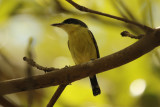 Common Tody-Flycatcher (Todirostrum cinereum) Suriname - Paramaribo, Eco Resort Inn