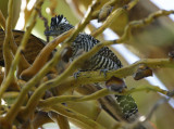 Barred Antshrike (Thamnophilus doliatus doliatus) *Male* Suriname - Commewijne, Plantage Bakkie