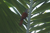Point-tailed Palmcreeper (Berlepschia rikeri) Suriname - Airport