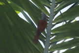 Point-tailed Palmcreeper (Berlepschia rikeri) Suriname - Airport