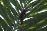 Point-tailed Palmcreeper (Berlepschia rikeri) Suriname - Airport