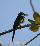 Bronzy Jacamar (Galbula leucogastra) Suriname - Para, Powakka