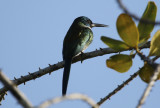 Bronzy Jacamar (Galbula leucogastra) Suriname - Para, Powakka