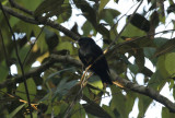 Black Manakin (Xenopipo atronitens) *Male* Suriname - Para, Powakka