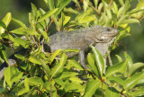 Common Green Iguana (Iguana iguana) Suriname - Paramaribo, Eco Resort Inn