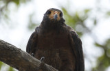 Rufous Crab Hawk (Buteogallus aequinoctialis) Suriname - Commewijne, Warappakreek
