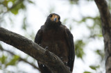Rufous Crab Hawk (Buteogallus aequinoctialis) Suriname - Commewijne, Warappakreek
