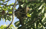 Pale-throated Three-toed Sloth (Bradypus tridactylus) Suriname - Commewijne, Peperpot Nature Reserve