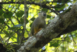 Guianan Squirrel Monkey (Saimiri sciureus sciureus) Suriname - Commewijne, Peperpot Nature Reserve